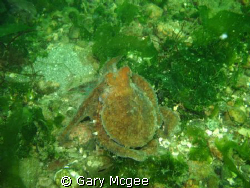 Gracy the baby octopus by Gary Mcgee 